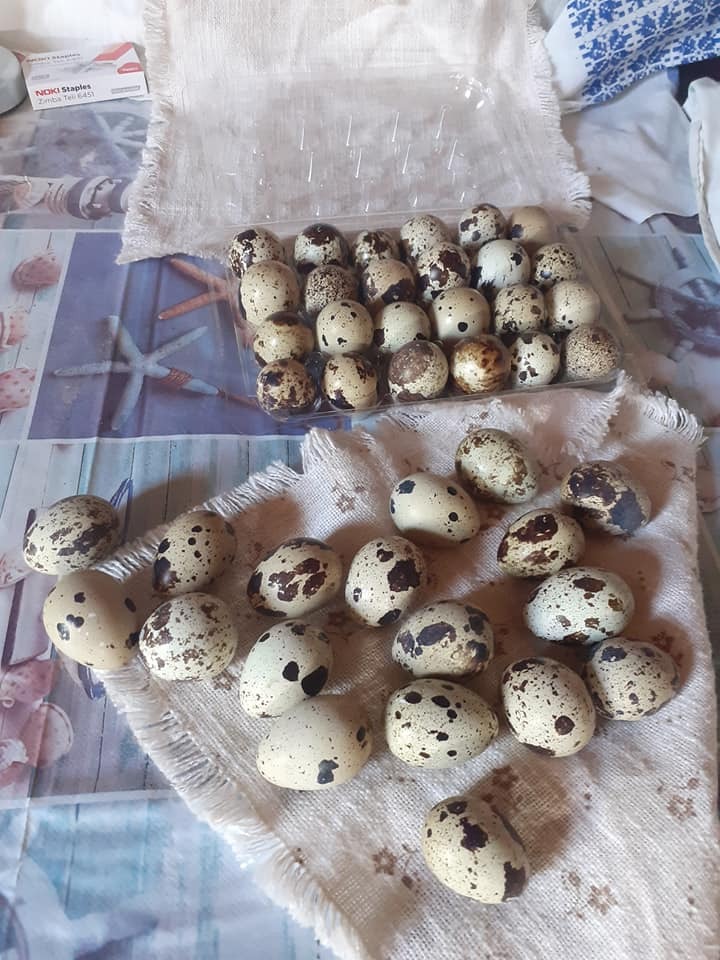 Prepelițe și ouă Vaduri Neamț