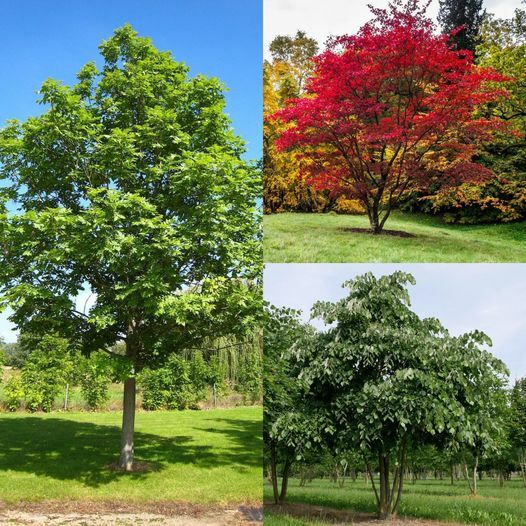 🌳 Plantăm arbori ornamentali, potriviți pentru orașul nostru