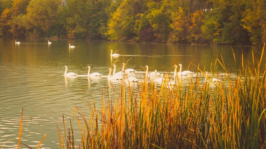 The swans from Piatra-Neamț
