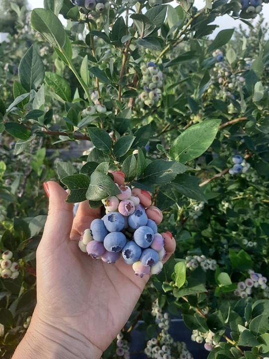 Rediu organic blueberries farm