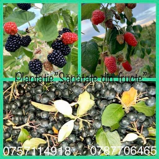 Plantație “Sănătate din fructe” Poloboc - suc presat la rece din fructe 